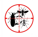 Dezinsectie – servicii profesionale oferite de Igiena Romserv DDD