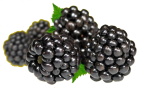 Alsafix sarbatoreste