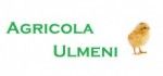 La Agricola Ulmeni gasesti pui de gaina de o zi!