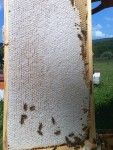 Apivet: producator miere naturala