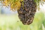Roiuri de vanzare si cresterea albinelor