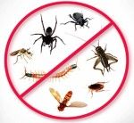 Ce este panza pe sasiu