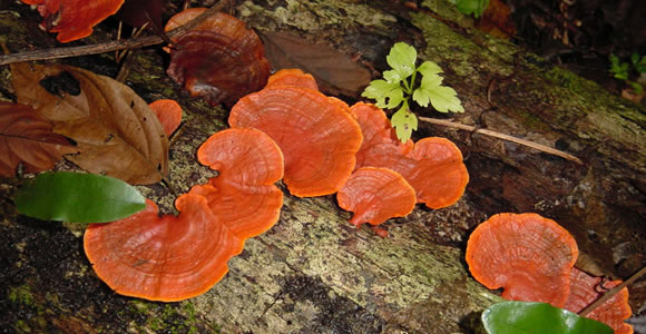 ciuperci medicinale