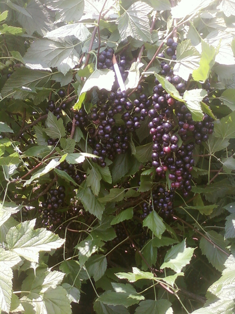 butasi coacaze negre