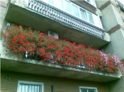 Amenajari interioare cu plante