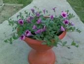 Intretinere plante de interior