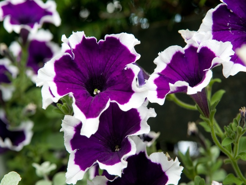 Plante anuale
