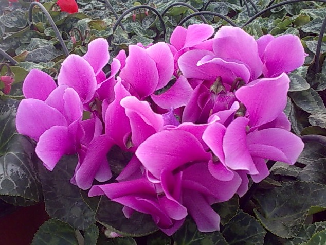 Plante pentru borduri