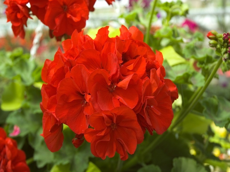 Plante curgatoare