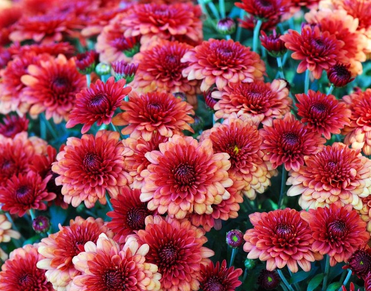 Plante pentru borduri