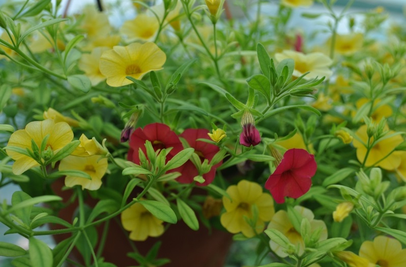 Plante pentru borduri