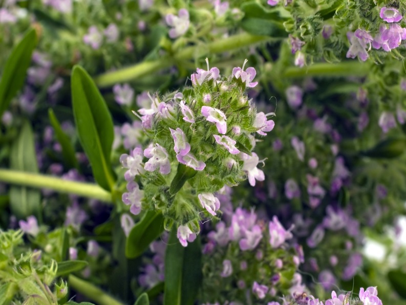 Plante aromatice