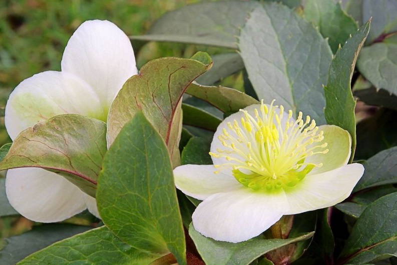 Plante pentru borduri