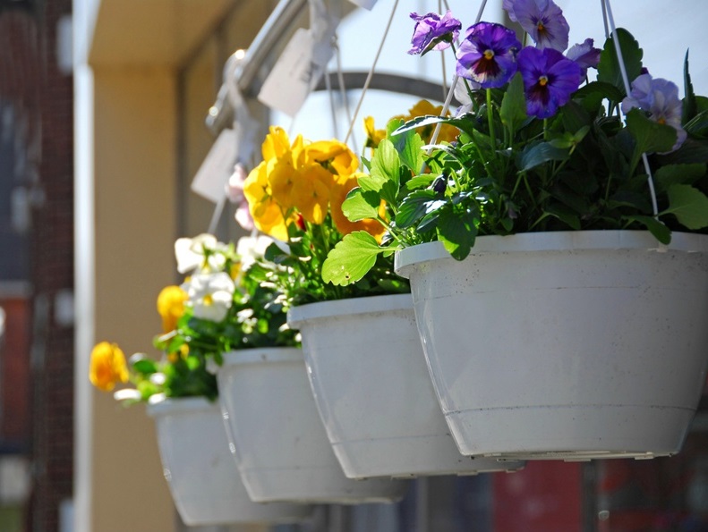 Plante curgatoare