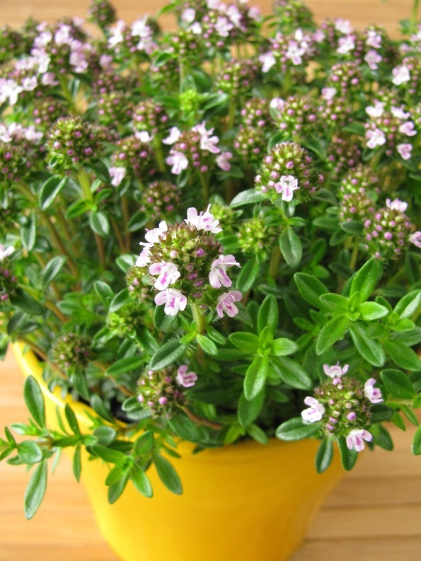 Plante aromatice