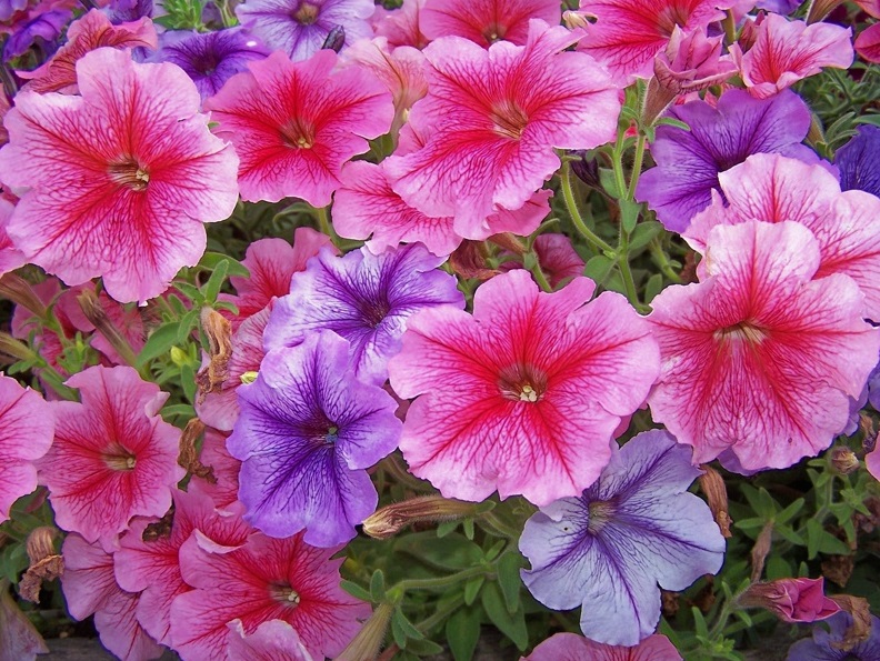 Plante pentru jardiniere