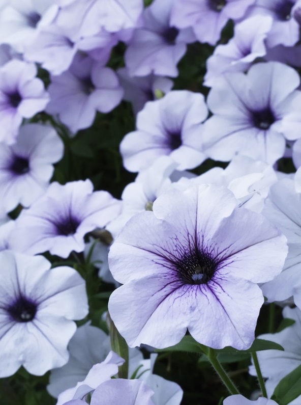 Plante pentru jardiniere