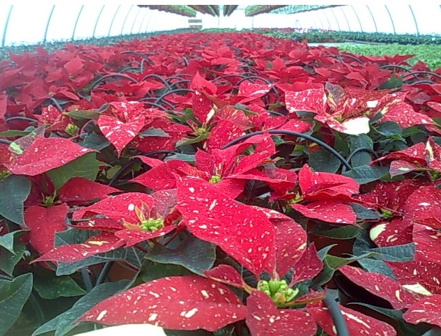 Plante pentru borduri