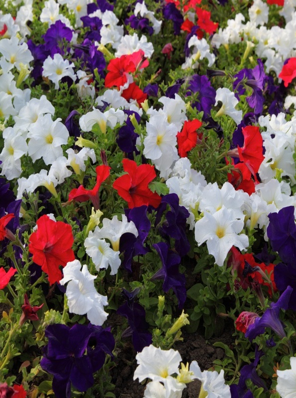 Plante pentru jardiniere