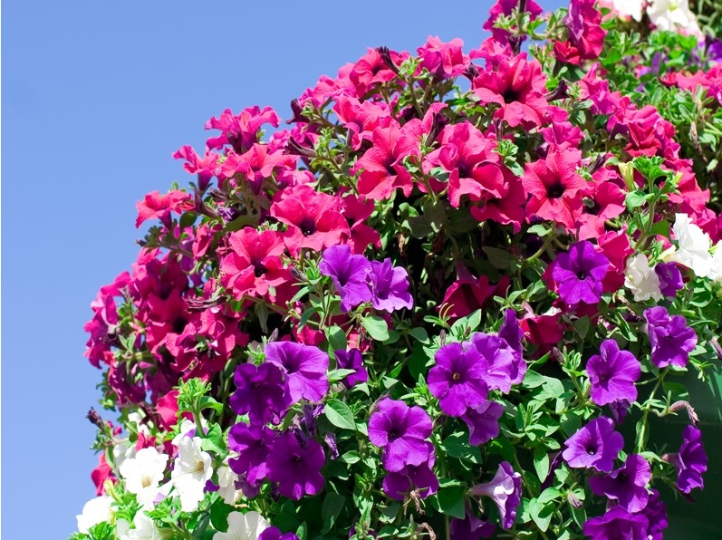 Plante pentru jardiniere