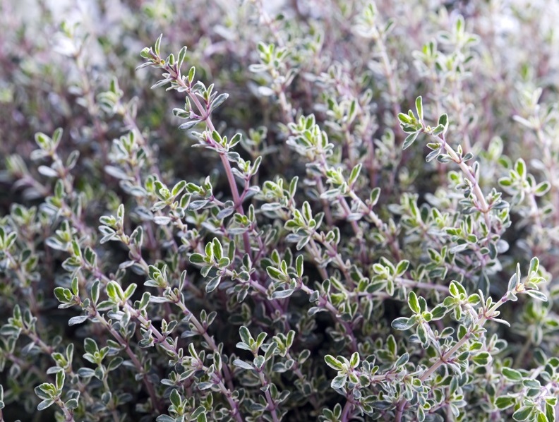 Plante aromatice