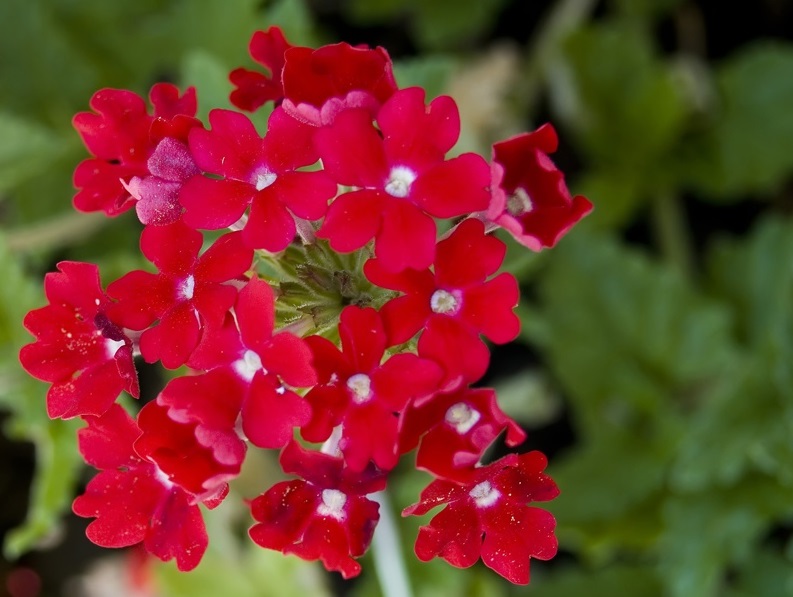 Plante pentru terase