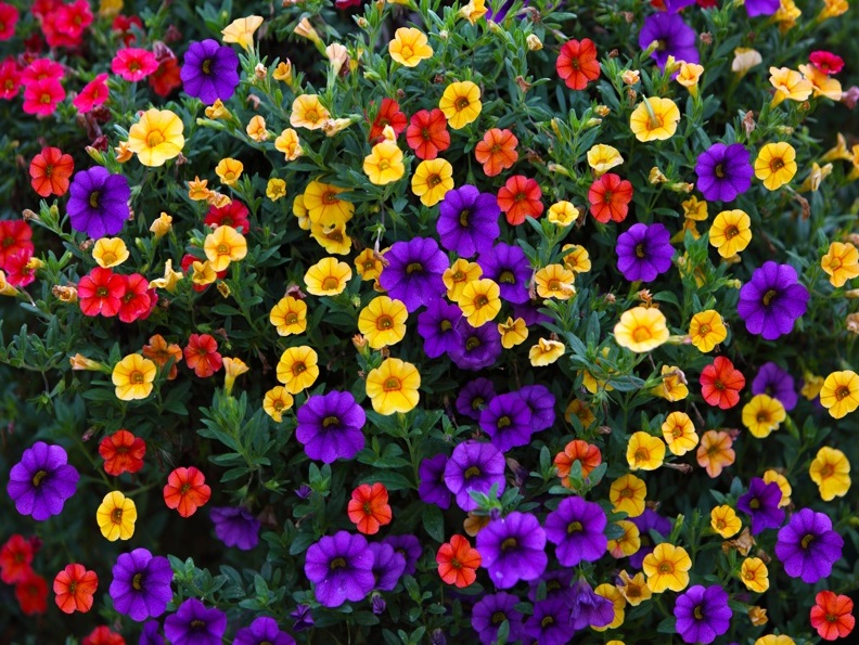 Plante pentru balcoane