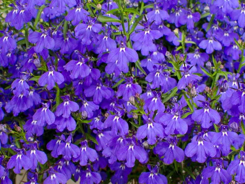 Plante pentru terase