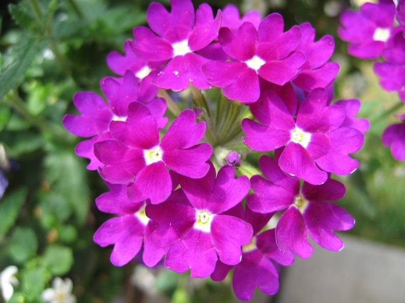 Plante pentru terase