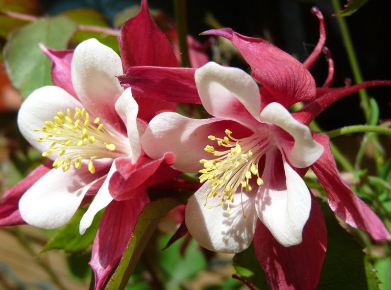 Flori bienale