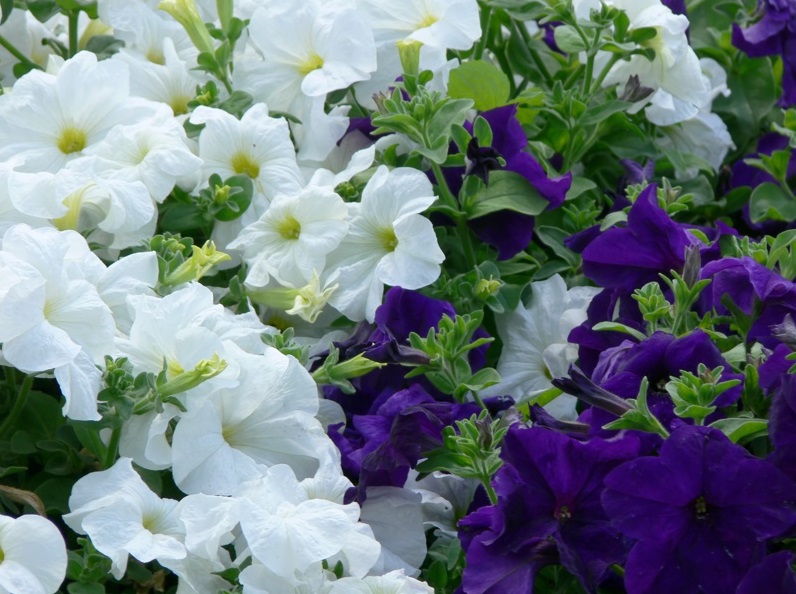 Plante anuale