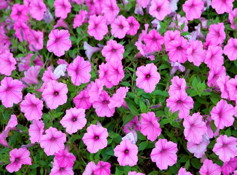 Plante pentru balcoane