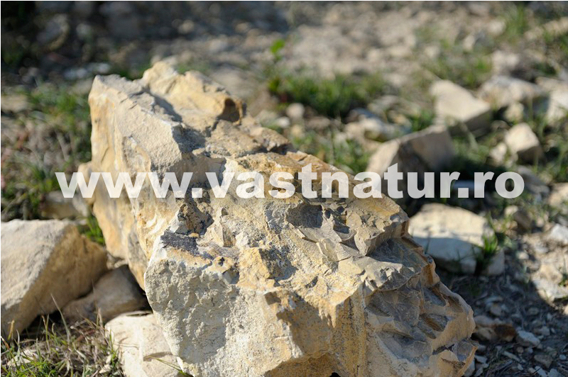 Piatra ornamentala gradina