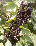 Coacaze negre