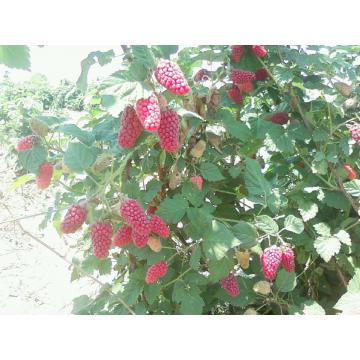 Arbusti fructiferi Tayberry