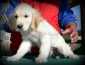 Pui golden retriever