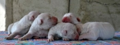 Pui golden retriever