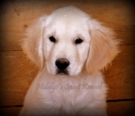 Pui golden retriever