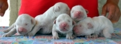 Pui golden retriever