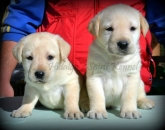 Pui labrador retriever