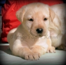 Pui labrador retriever