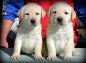 Pui labrador retriever