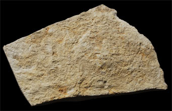 Placaj cu contur neregulat