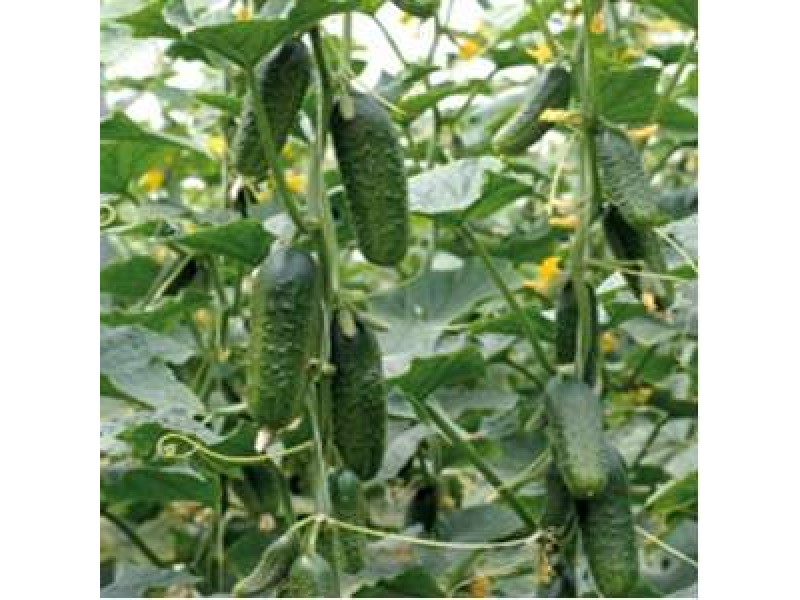 Legume ecologice Bucuresti