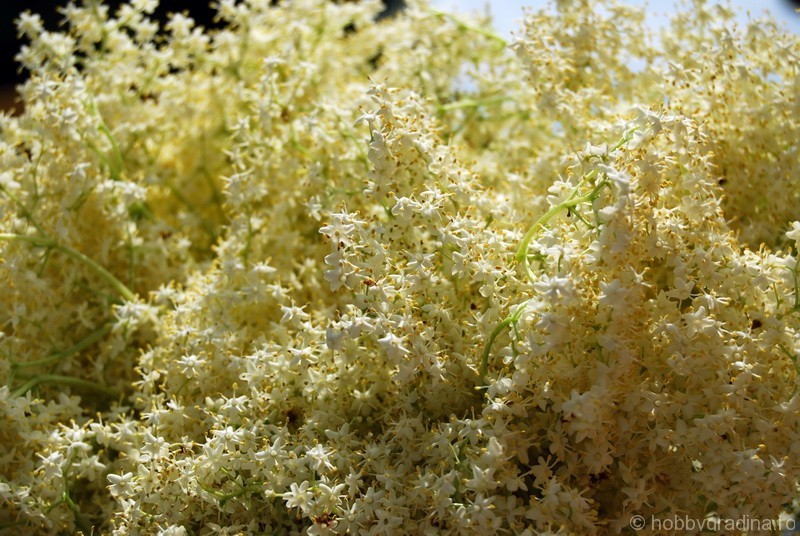 Fructe uscate ecologice