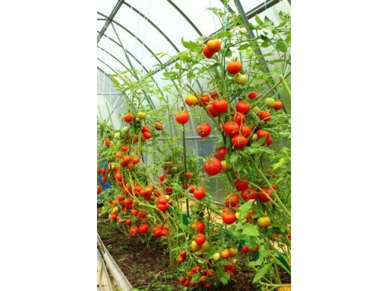Legume ecologice Bucuresti