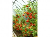 Legume ecologice Bucuresti