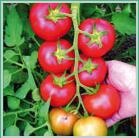 Seminte tomate