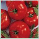 Seminte tomate