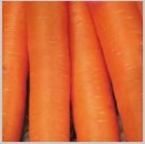 Seminte morcov